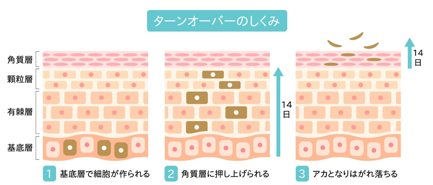 シミ専門の鍼灸治療 ~鍼灸による自然なアプローチで、内側から透明感のある肌へ導きます~の掲載画像